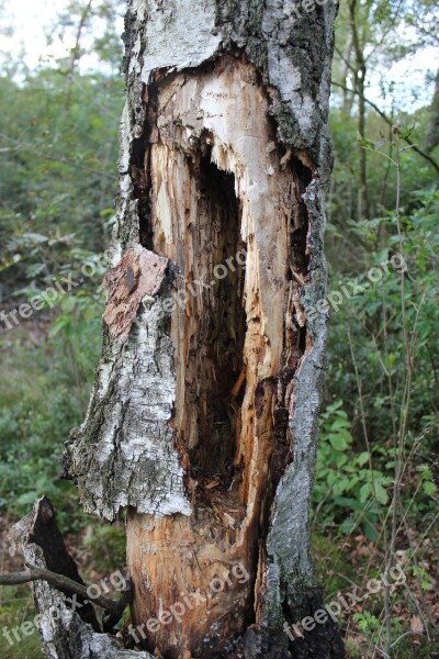 Tree Rotten Landscape Hull Free Photos