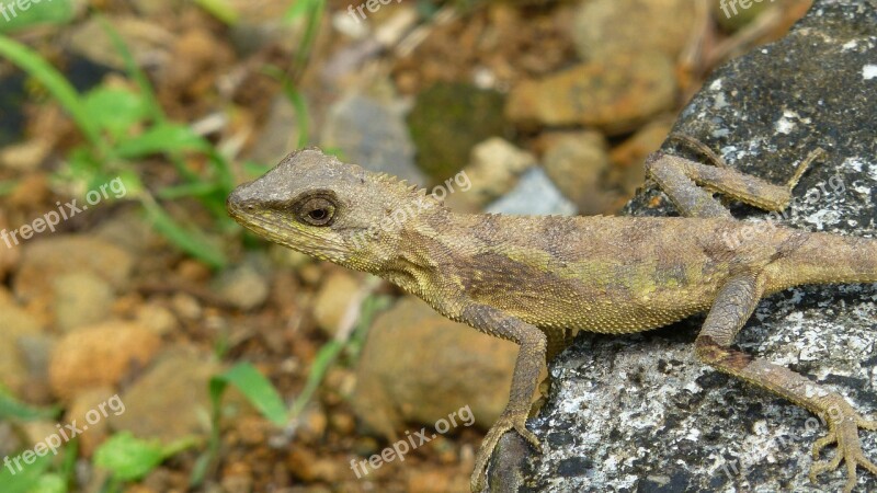 Lizard Reptile Taiwan Free Photos