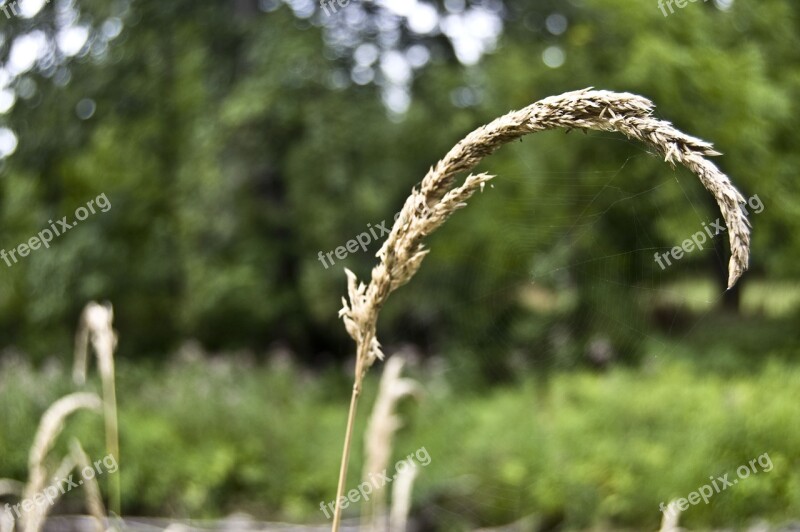 Nature Weed Env Environment Growth