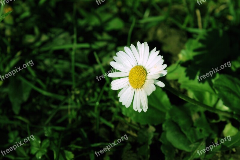 Daisy Grass Green Flower Spring