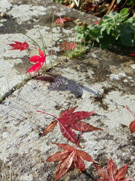 Fall Autumn Maple Foliage Seasonal