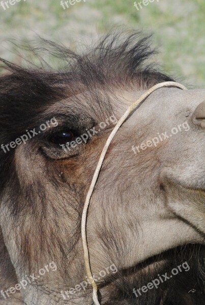 Camel Close Shot Animal Head Mammal