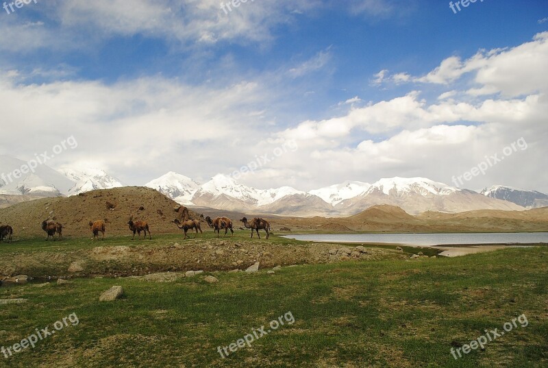 Caravan Camels Landscape Lake Travel