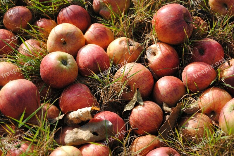 Apples Autumn Red Apples Harvest Free Photos