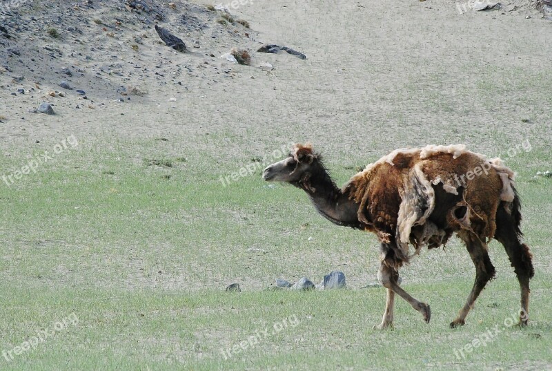 Wild Camel Mountain Animal Mammal Wildlife