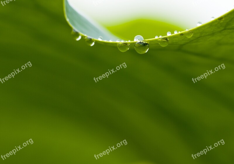 Nature Lotus Leaf Dewy Chartreuse Free Photos