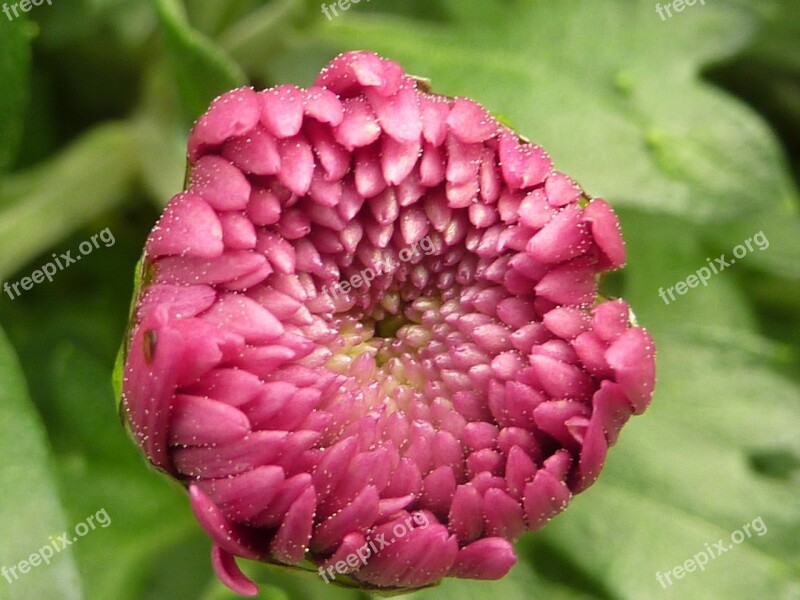 Flower Chrysanthemum Pink Free Photos