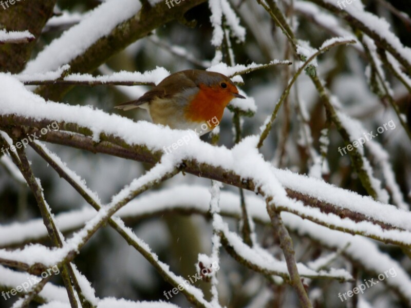 Robin Bird Winter Snowy Snow