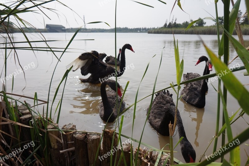 Black Swan Fly Reed Birds Lake