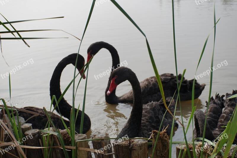 Swan Black Heart Reed Birds