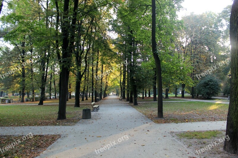 Tree Park Garden Nature Season