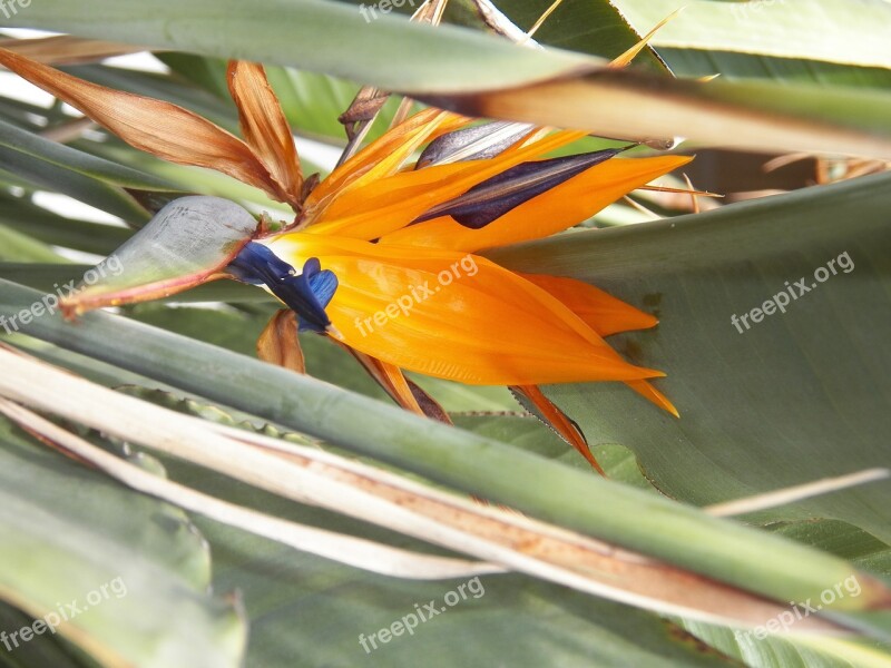 Flowers Bird Of Paradise Tropical Garden Plant