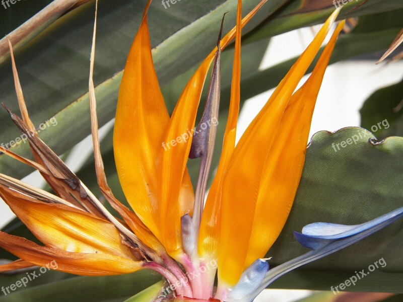 Flowers Bird Of Paradise Tropical Garden Plant