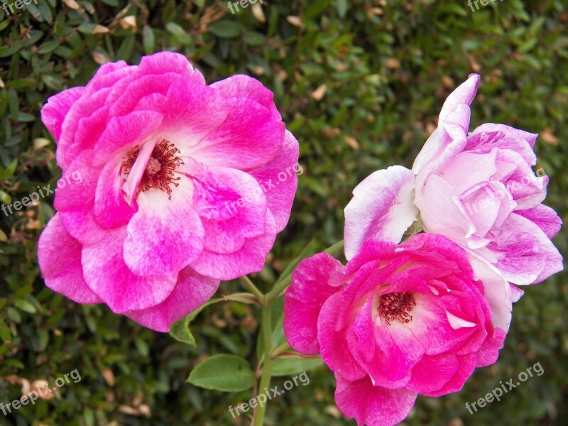 Flowers Roses Pink Roses Floral Pink