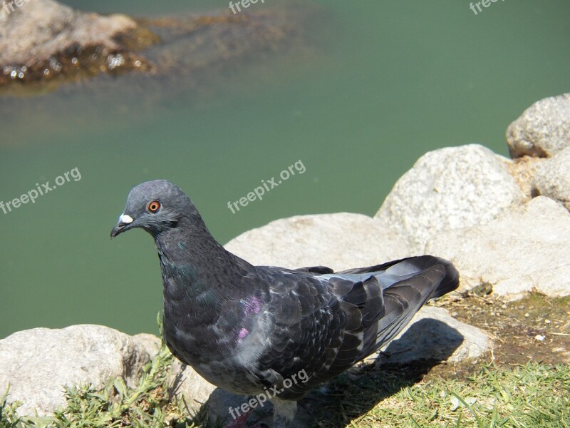 Bird Water Pond Wild Wildlife