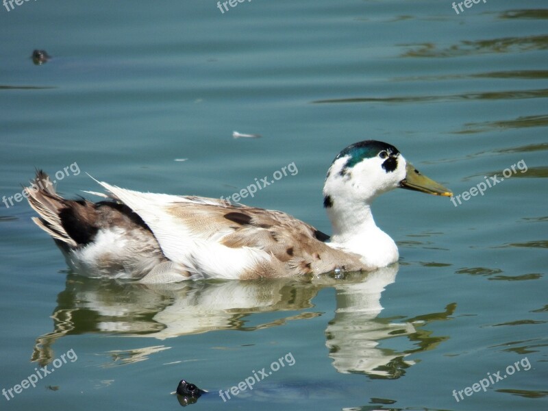 Bird Water Pond Wild Wildlife