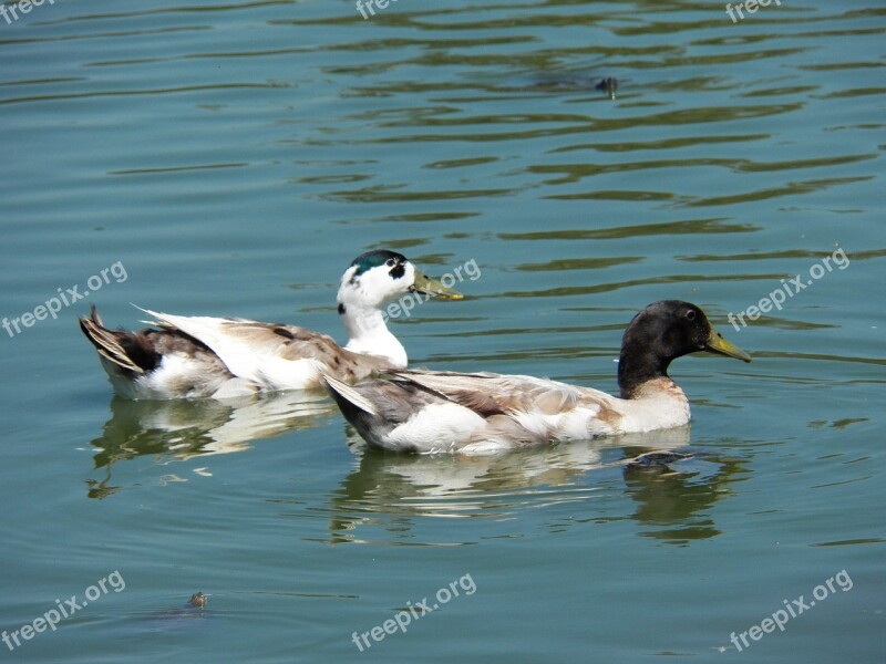 Bird Water Pond Wild Wildlife