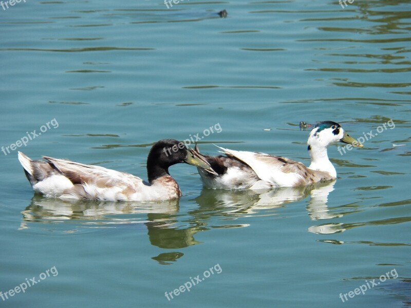 Bird Water Pond Wild Wildlife