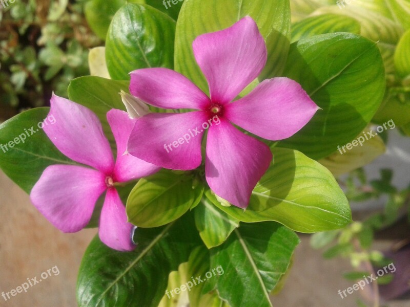 Periwinkle Vinca Pink Flowers Blooming