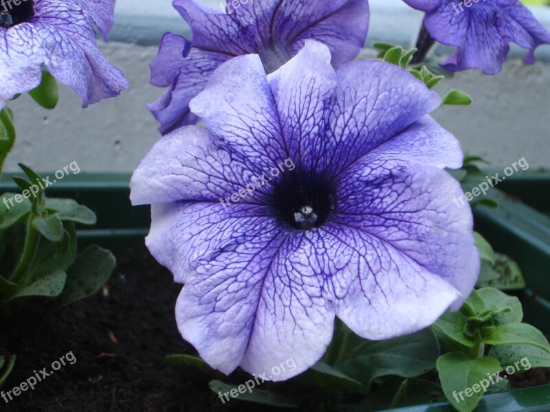 Petunia Flower Purple Bloom Colorful