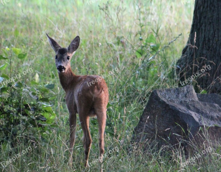 Roe Deer Nature Animal Scheu Young Animals