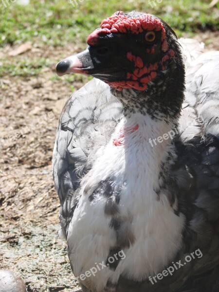 Duck Bird Animal Sunbathing Free Photos