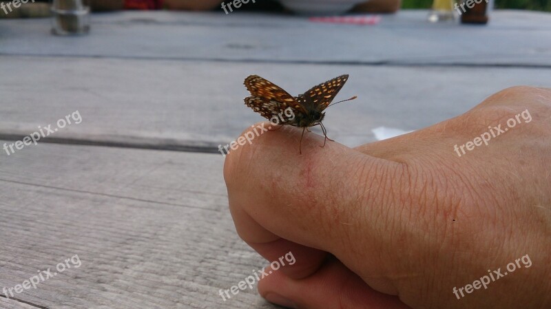 Butterfly Tame Animal Sit Nature