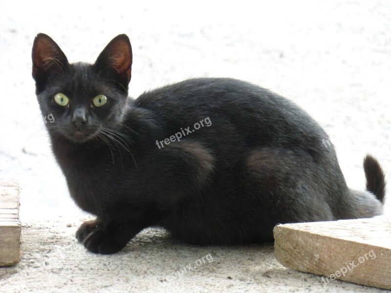 Black Cat Wildcat Cat Animal Free Photos