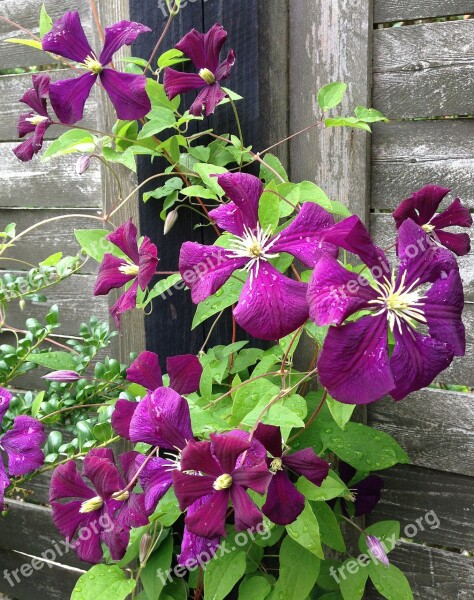 Flowers Have Summer Climbers Plant