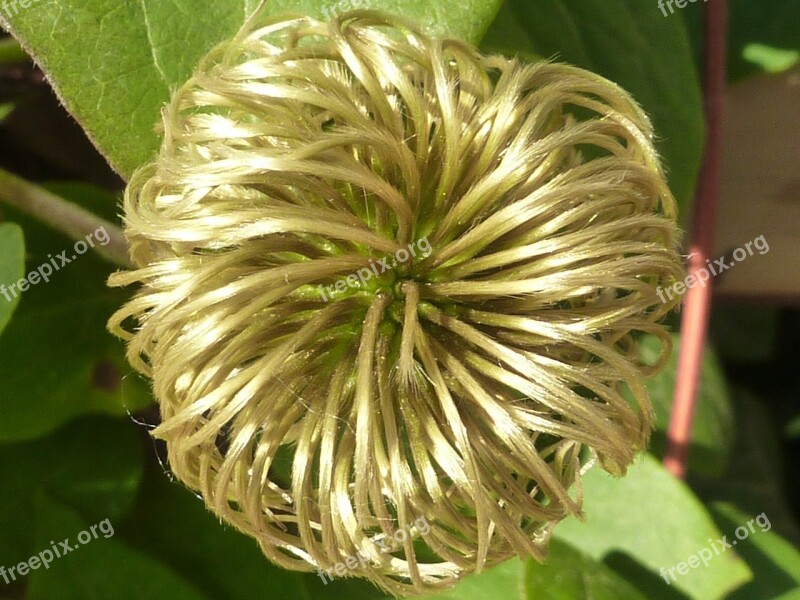 Plant Clematis Fruit Tree Nature