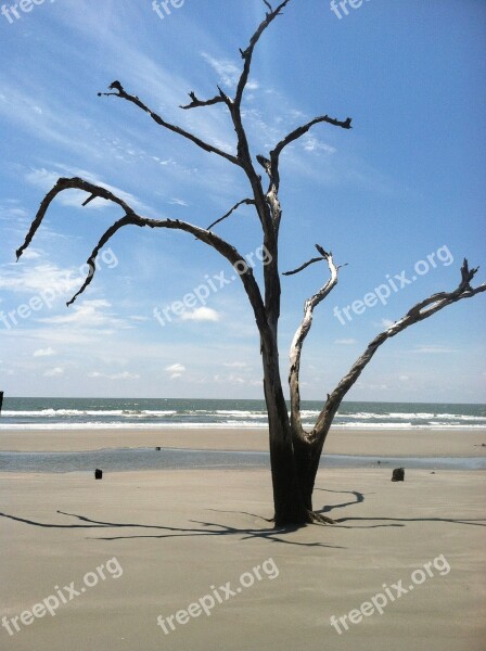 Beach Tree Driftwood Free Photos