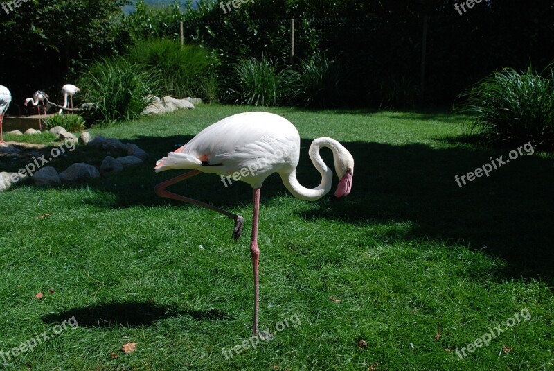 Flamingo Birds Pink White Zoo