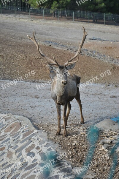 Red Deer Antlered Deer Turkey Deer Animal Zoo