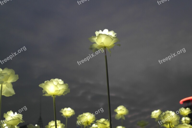 Rose Artificial Flowers The Night Sky White Roses