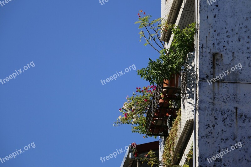 Window Sill Plant Sky Balcony Free Photos