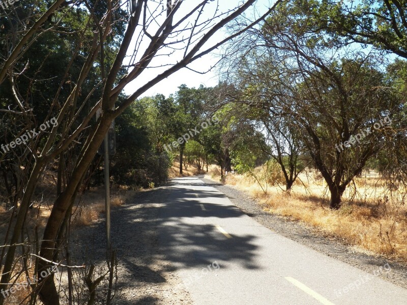 Path Pathway Journey Outdoor Tree