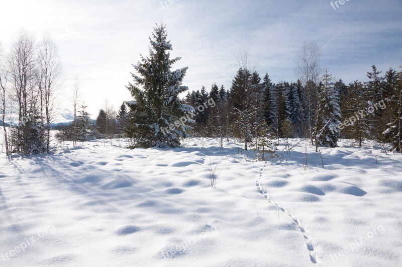 Snow Winter Trees Forest Sky