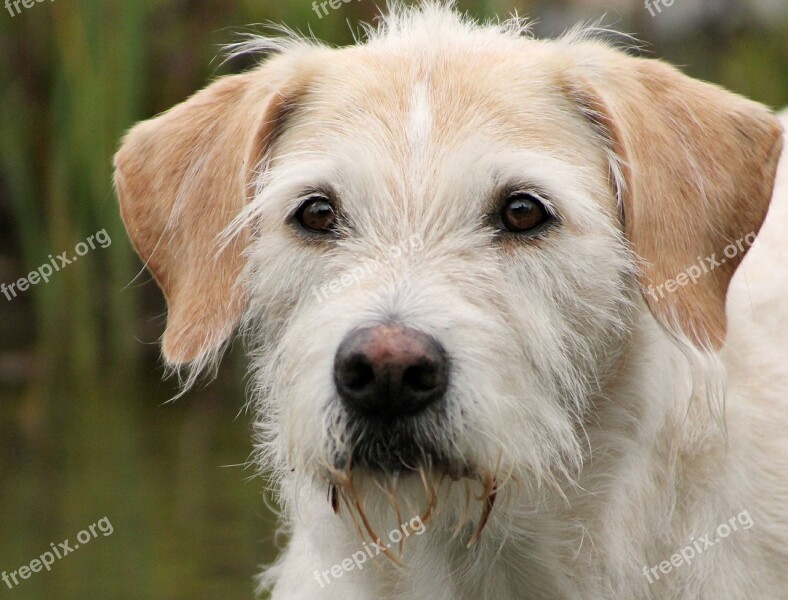 Irish Wolfhound Hybrid Billy Dog Portrait Best Friend Good