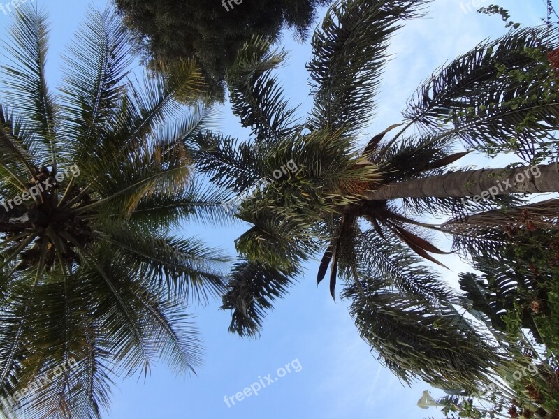 Palms View Sky Tree Nature