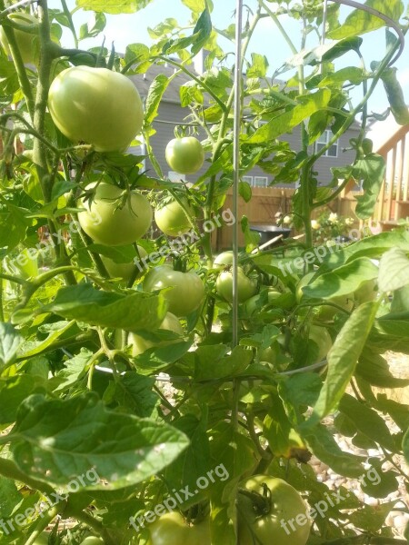 Green Tomatos Garden Plant Backyard Free Photos