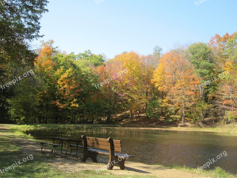 Fall Trees Autumn Forest Nature