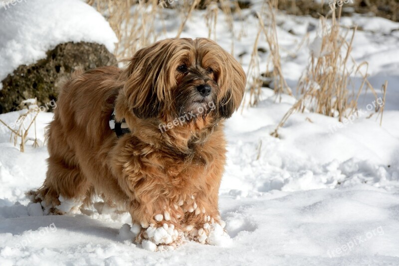 Dog Animal Winter Snow Race