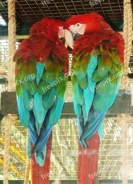 Arara Bird Animal Nature Courtship