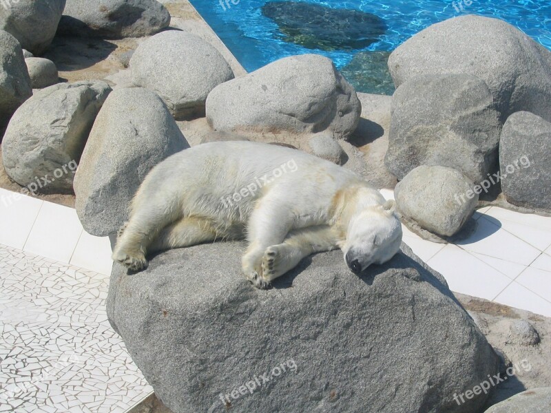 Polar Bear Sun Sleep Tan Free Photos