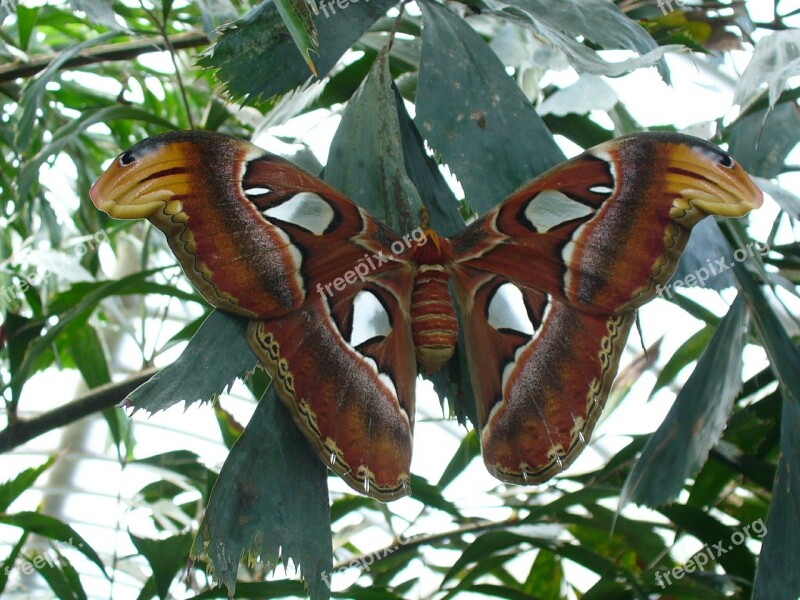 Atlas Moth Butterfly Snakehead Open Wings Brown