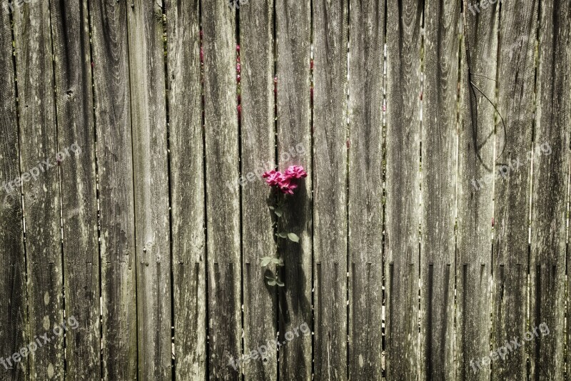 Fence Rose Solitude Pink Love