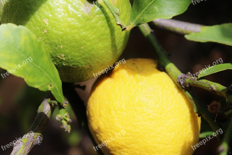 Lemons Lemon Tree Fruits Mediterranean Yellow