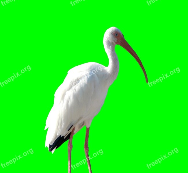 Crane Bird Animal Nature Wildlife