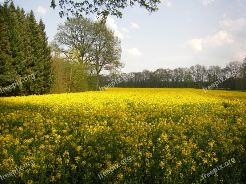 Oilseed Rape Yellow Field Field Of Rapeseeds Blossom