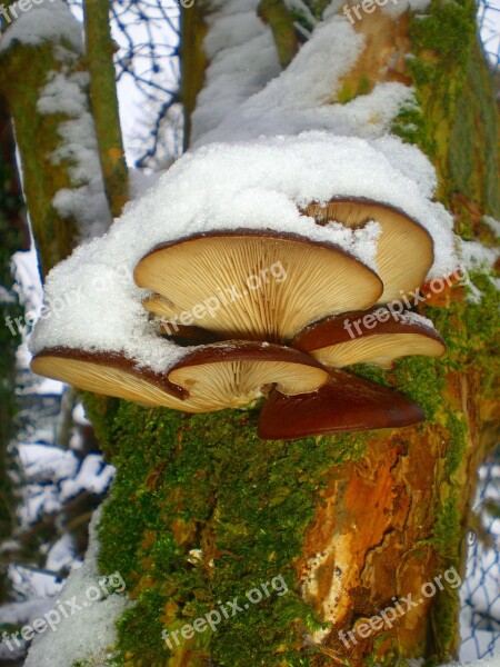 Mushrooms Tree Fungi Mushrooms On Tree Tree Tribe